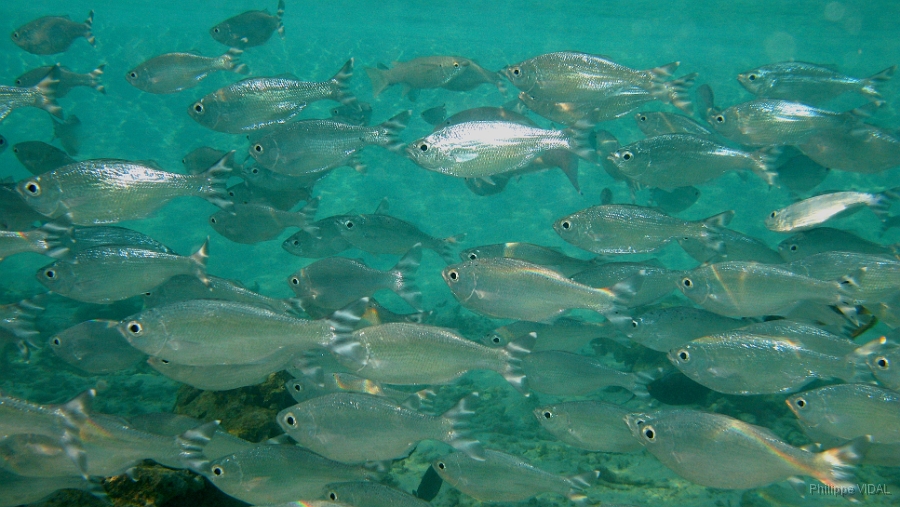 IMG_7604rc_Maldives_Madoogali_Poisson pavillon raye ou crocro drapeau-Kuhlia marginata.jpg